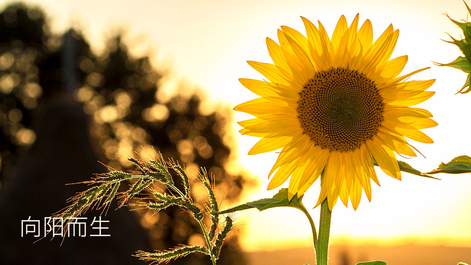 红丝路用爱托起明天的太阳用心灌溉希望的种子